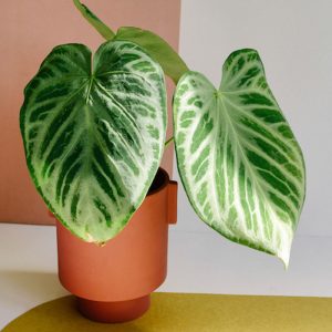 Anthurium Crystallinim Silver